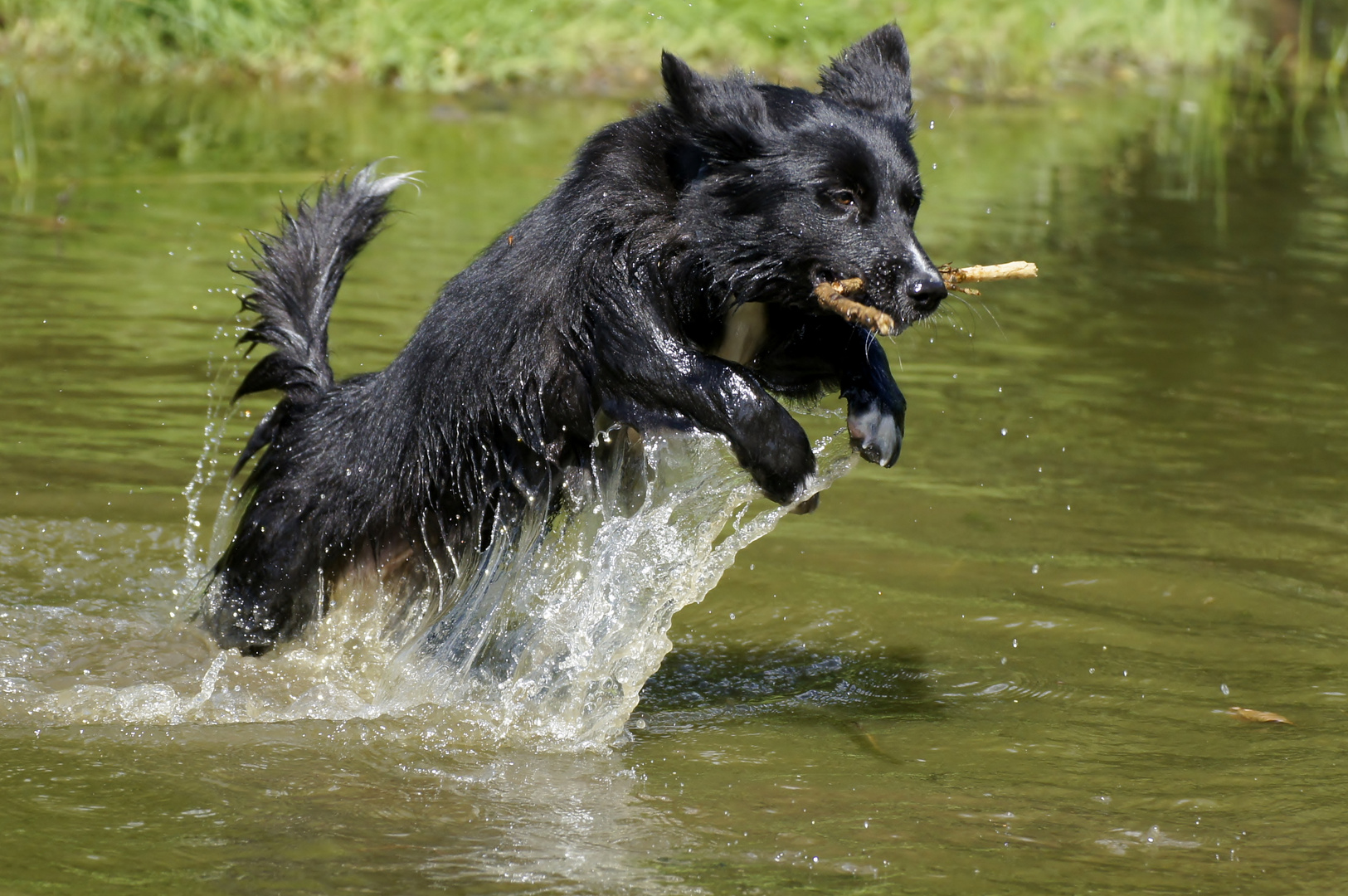 Mix aus Bulgarien mit Boroder Collie Eigenschaften verzaubert!!