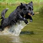 Mix aus Bulgarien mit Boroder Collie Eigenschaften verzaubert!!