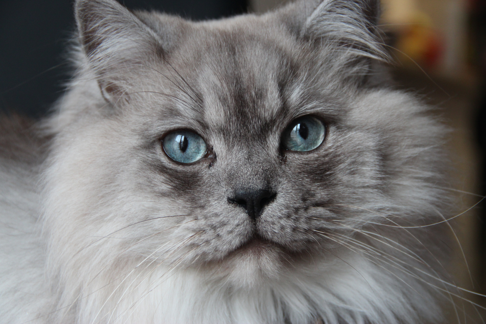 Ragdoll Perser Mix Was Für Ein Charakter