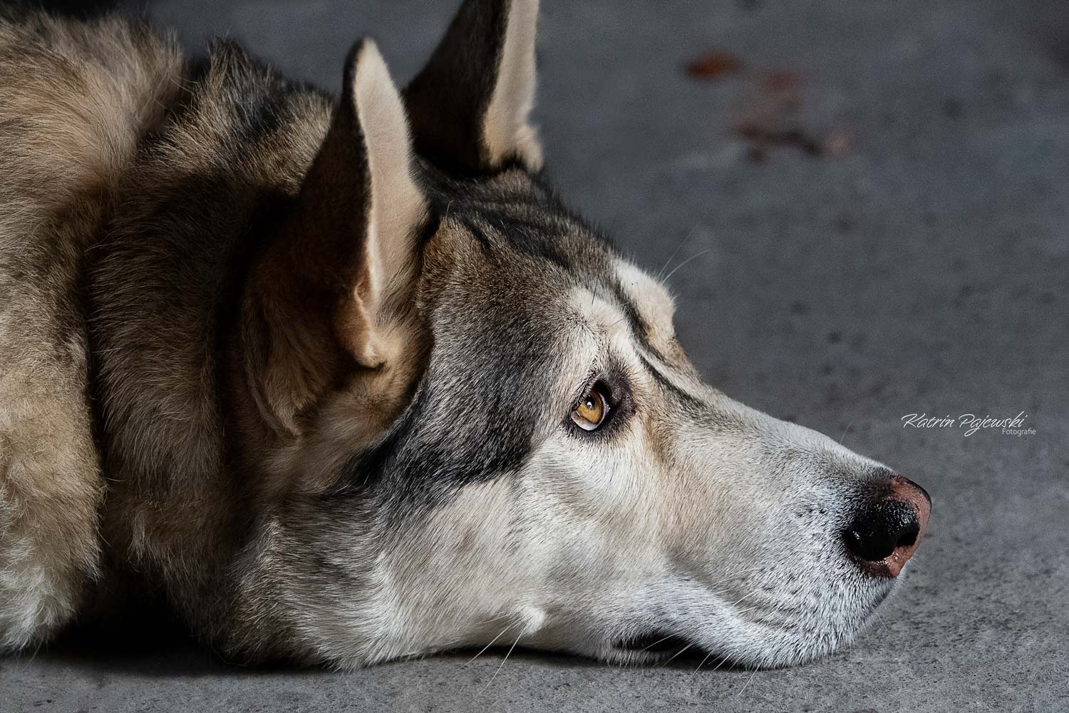 Mix Husky Wolfshund