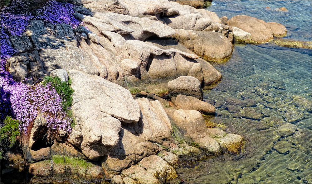 MIX-MEER-FELSEN-BLUMEN