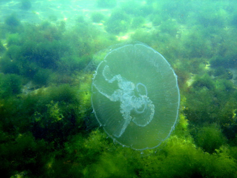 Mix salad with jellyfish