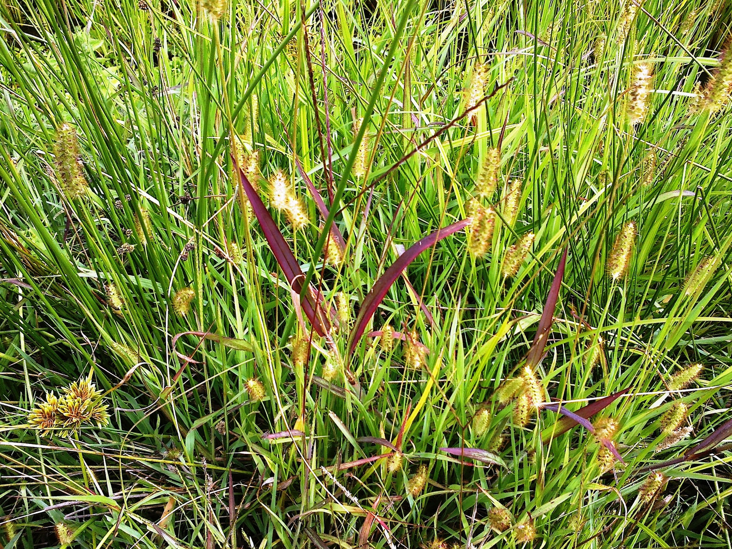 Mixed grass