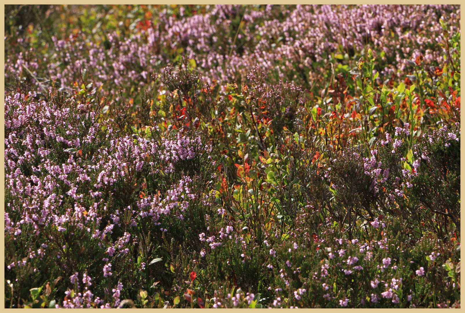 mixed heather and bilberry