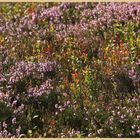 mixed heather and bilberry