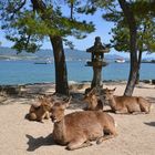 Miyajima - Hirsche