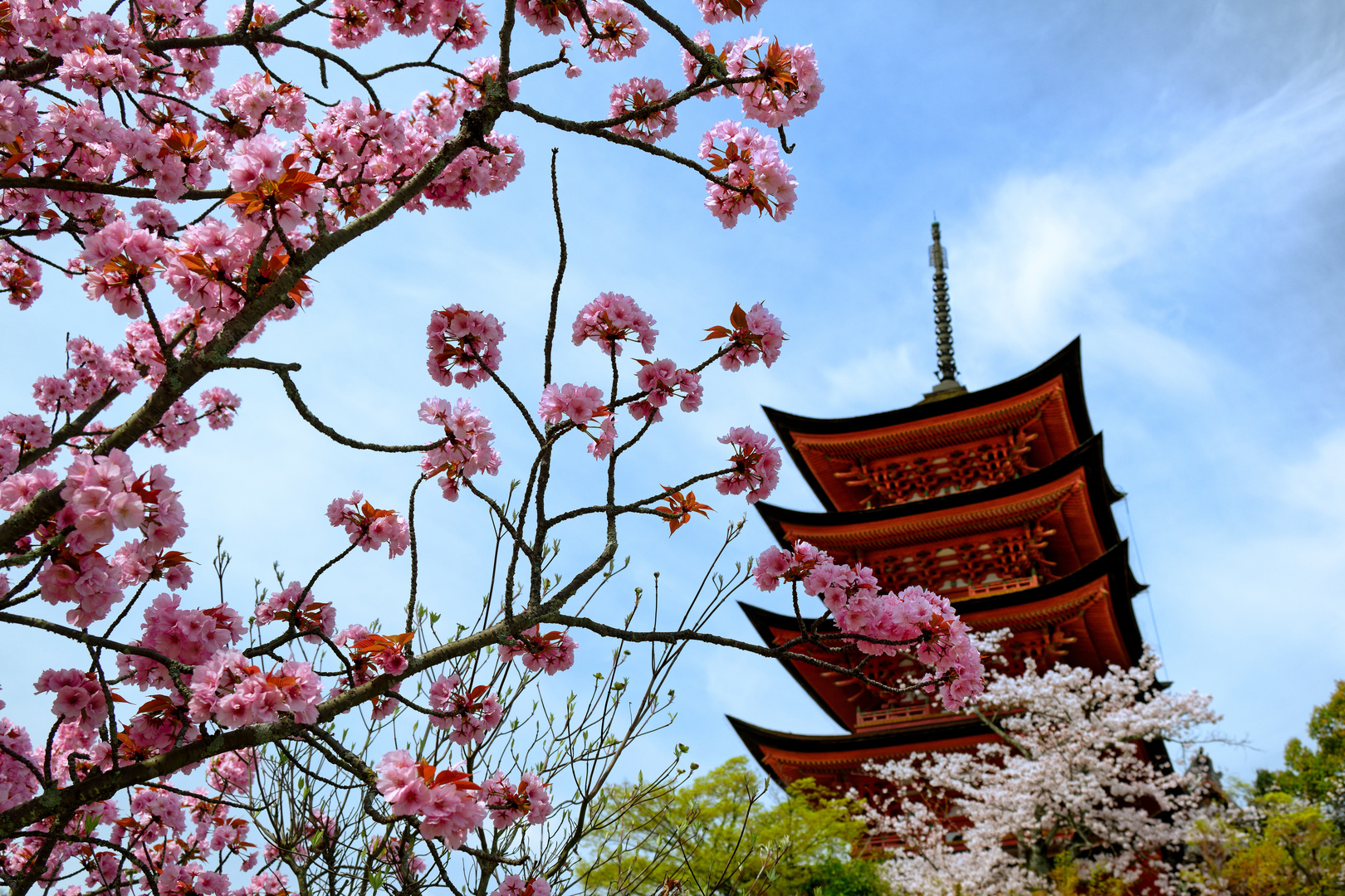 Miyajima - Pagode hinter Kirschblüten