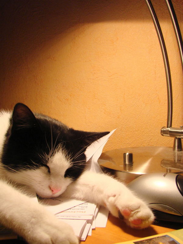 Mizzi hält Büroschlaf mit Maus und Höhensonne