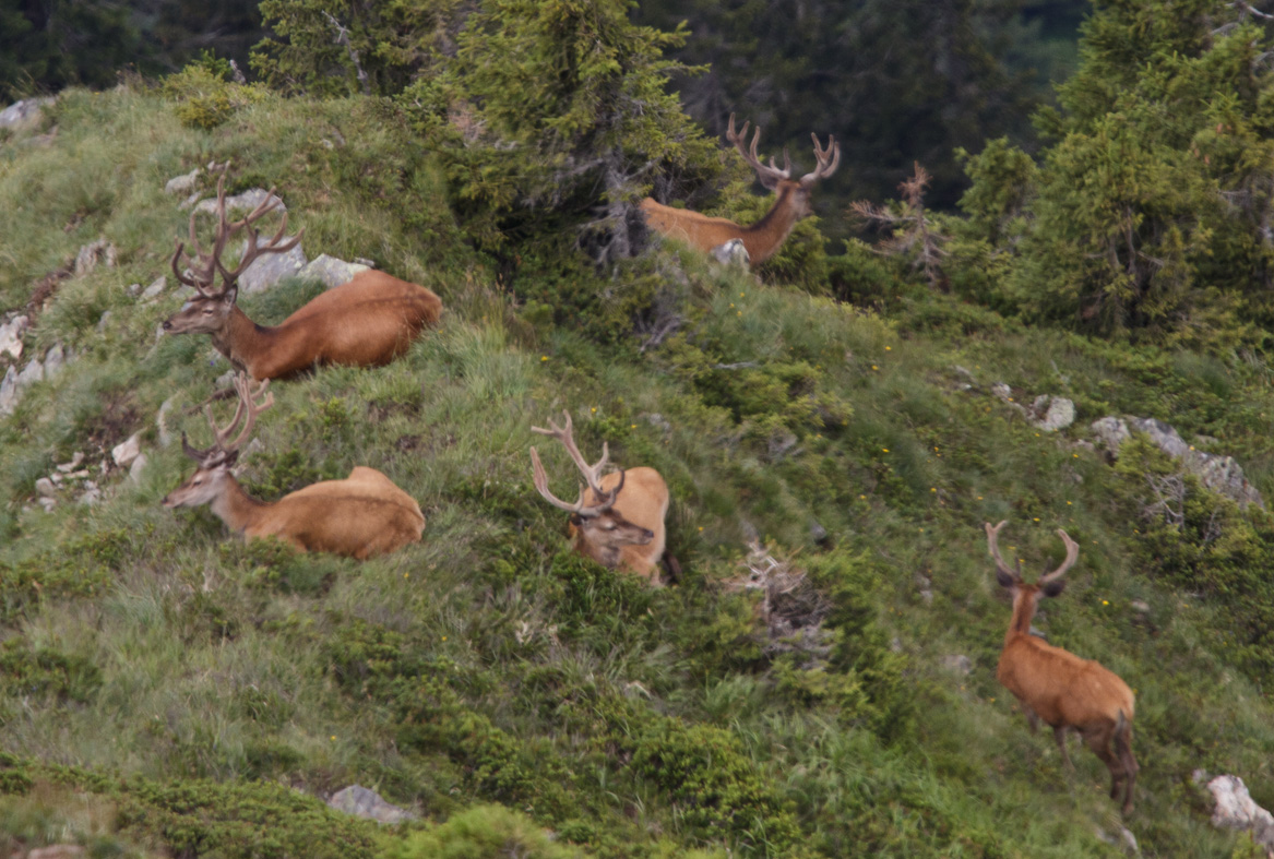 Mjittagspause auf der Fellimännlespitz 27. Juli 2011