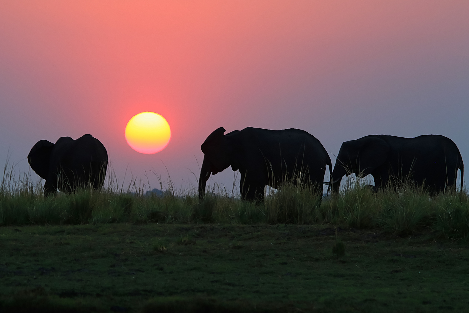 MK3N0638. Elephants at sunset