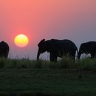 MK3N0638. Elephants at sunset