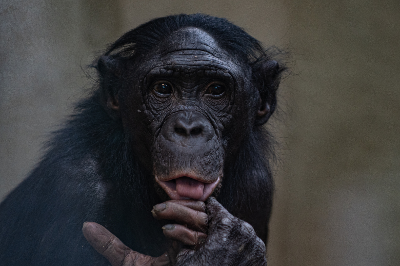 MK5_5964 Foto & Bild tiere, zoo, wildpark & falknerei, wilhelma