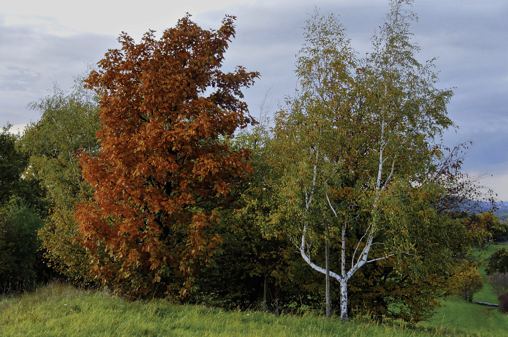 MKL_Birke und Ahorn im Herbst