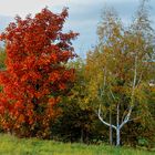 MKL_Birke und Ahorn im Herbst