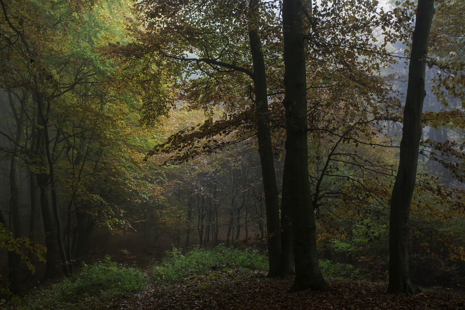 MKL_Buchen im Herbstwald