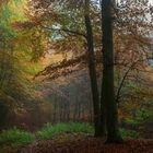 MKL_Buchen im Herbstwald