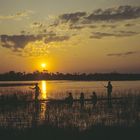 Mkoro im Okawango Delta