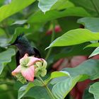 Mâle colibri huppé