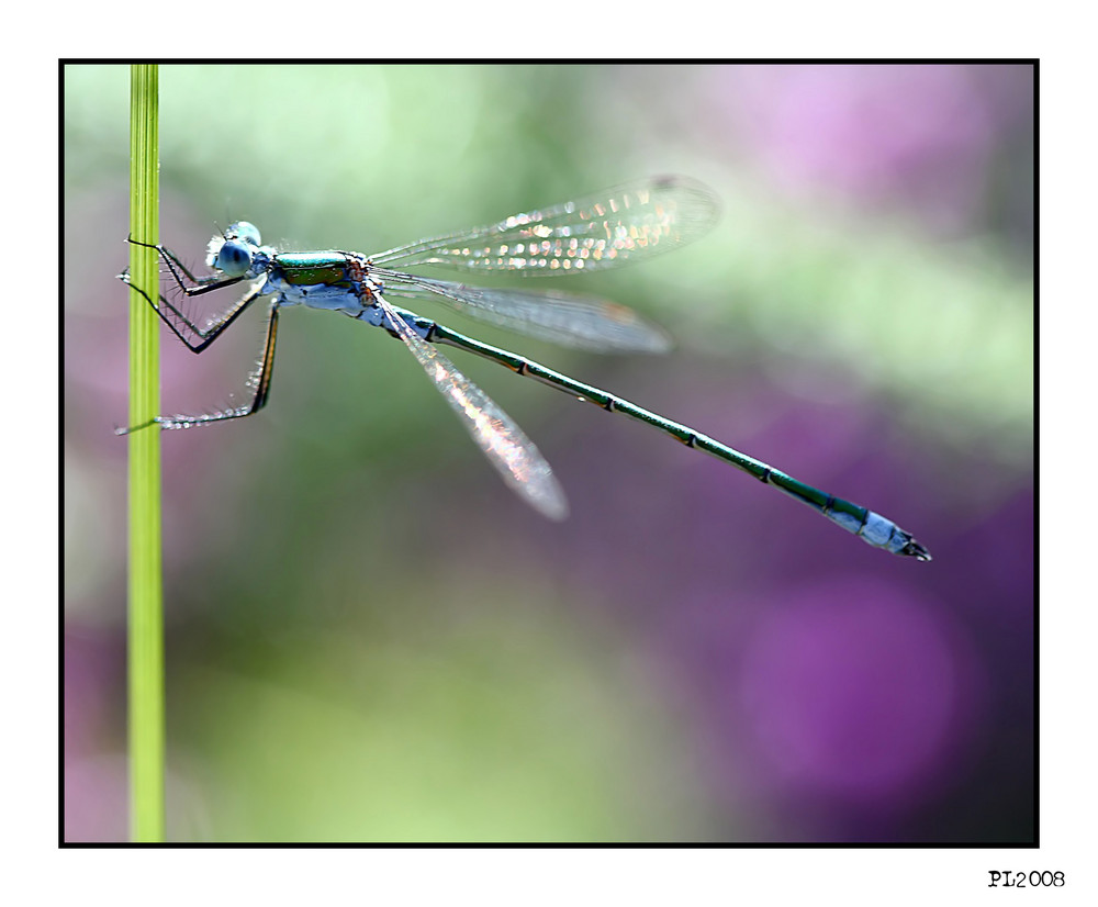 mâle d'agrion élégant (Ischnura elegans).