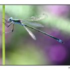 mâle d'agrion élégant (Ischnura elegans).