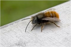 Mâle d'Osmia cornuta