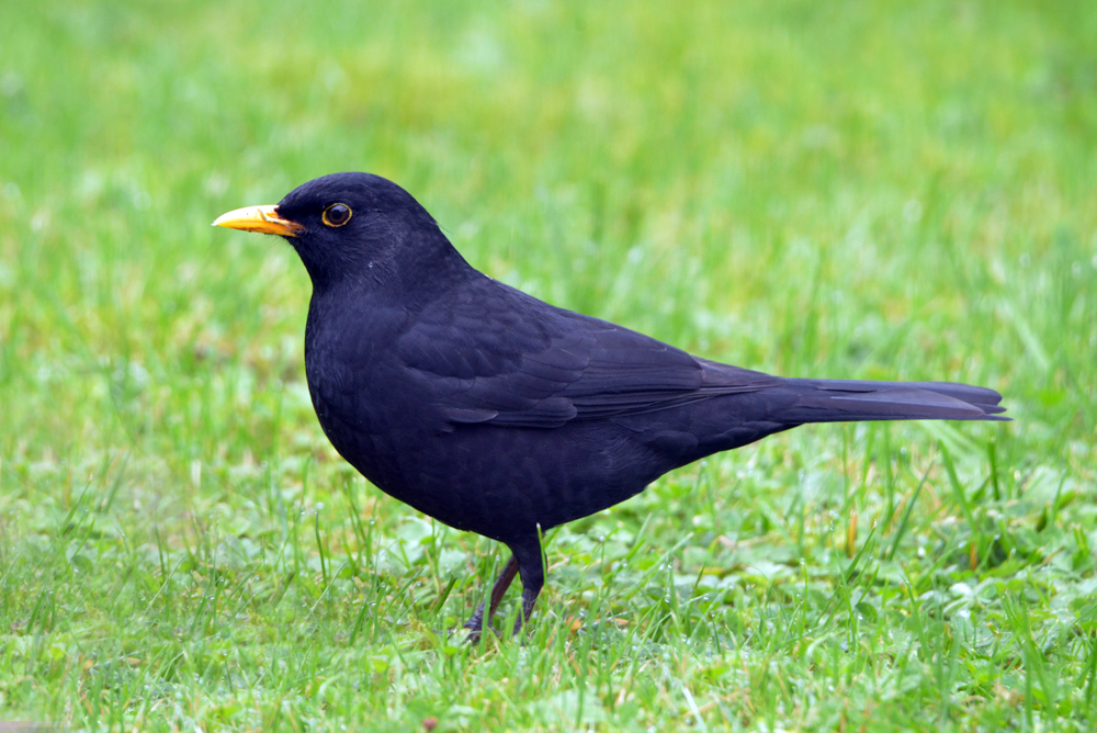Mâle merle photo et image | animaux, animaux sauvages, oiseaux Images ...