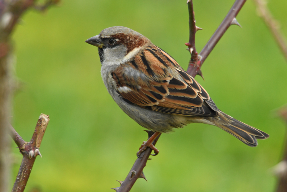 Mâle moineau photo et image animaux, animaux sauvages, oiseaux Images