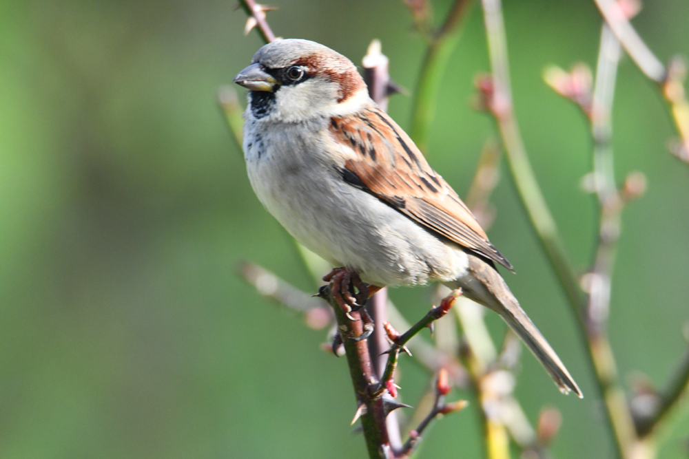 Mâle moineau