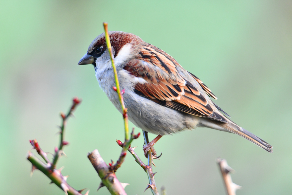 Mâle moineau