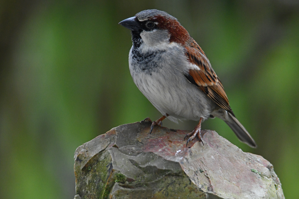 Mâle moineau