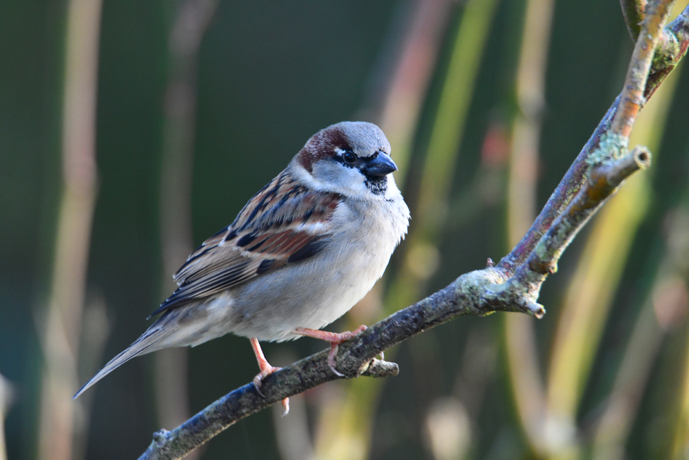 Mâle moineau