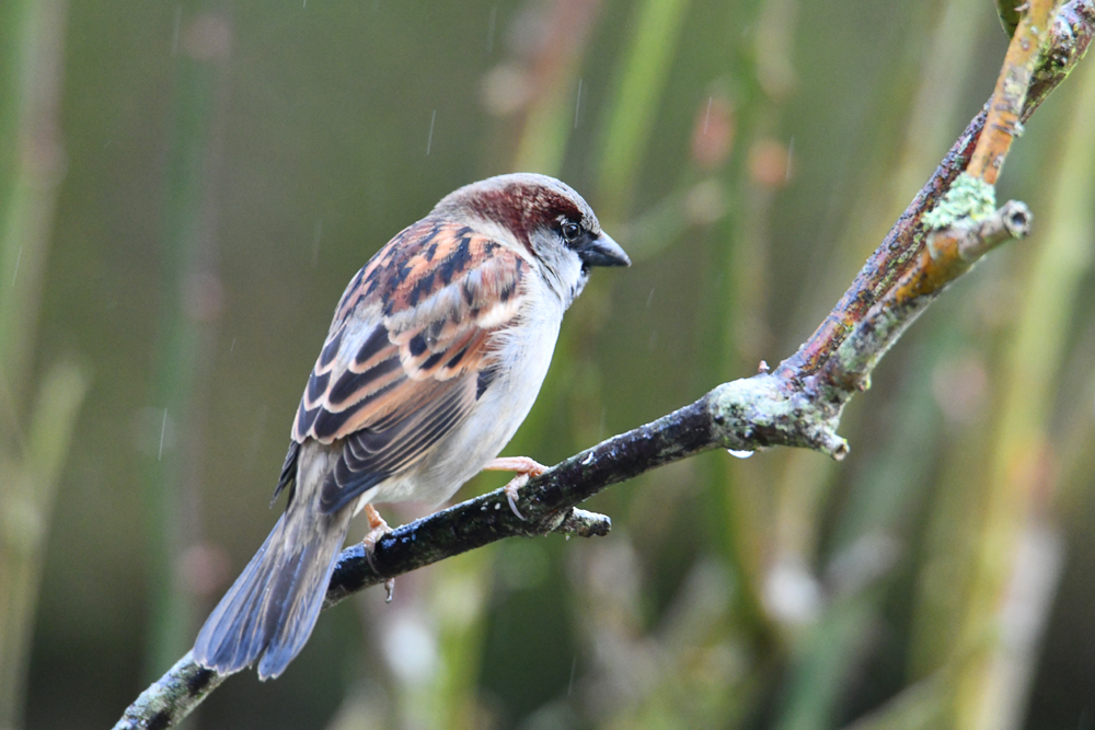 Mâle moineau