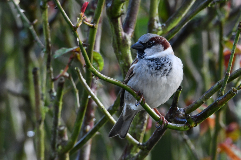 Mâle moineau