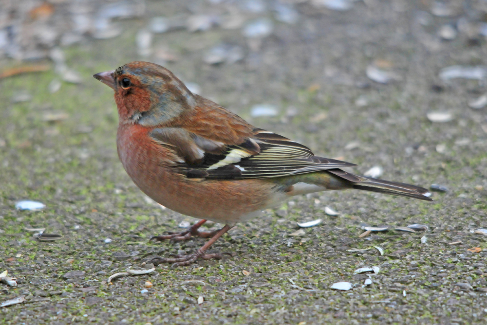 Mâle pinson des arbres photo et image animaux, animaux sauvages