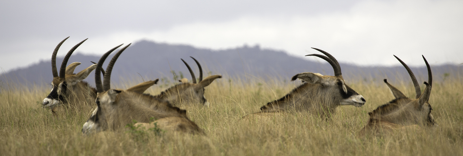 [ … Mlilwane Wildlife Sanctuary - Antilopes ]