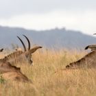 [ … Mlilwane Wildlife Sanctuary - Antilopes ]