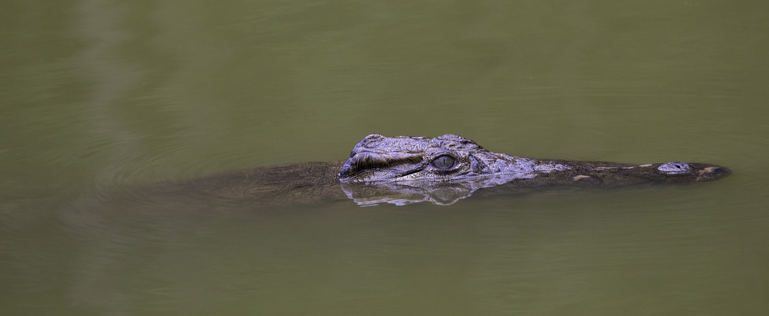 [ … Mlilwane Wildlife Sanctuary - Crocodile ]