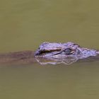 [ … Mlilwane Wildlife Sanctuary - Crocodile ]