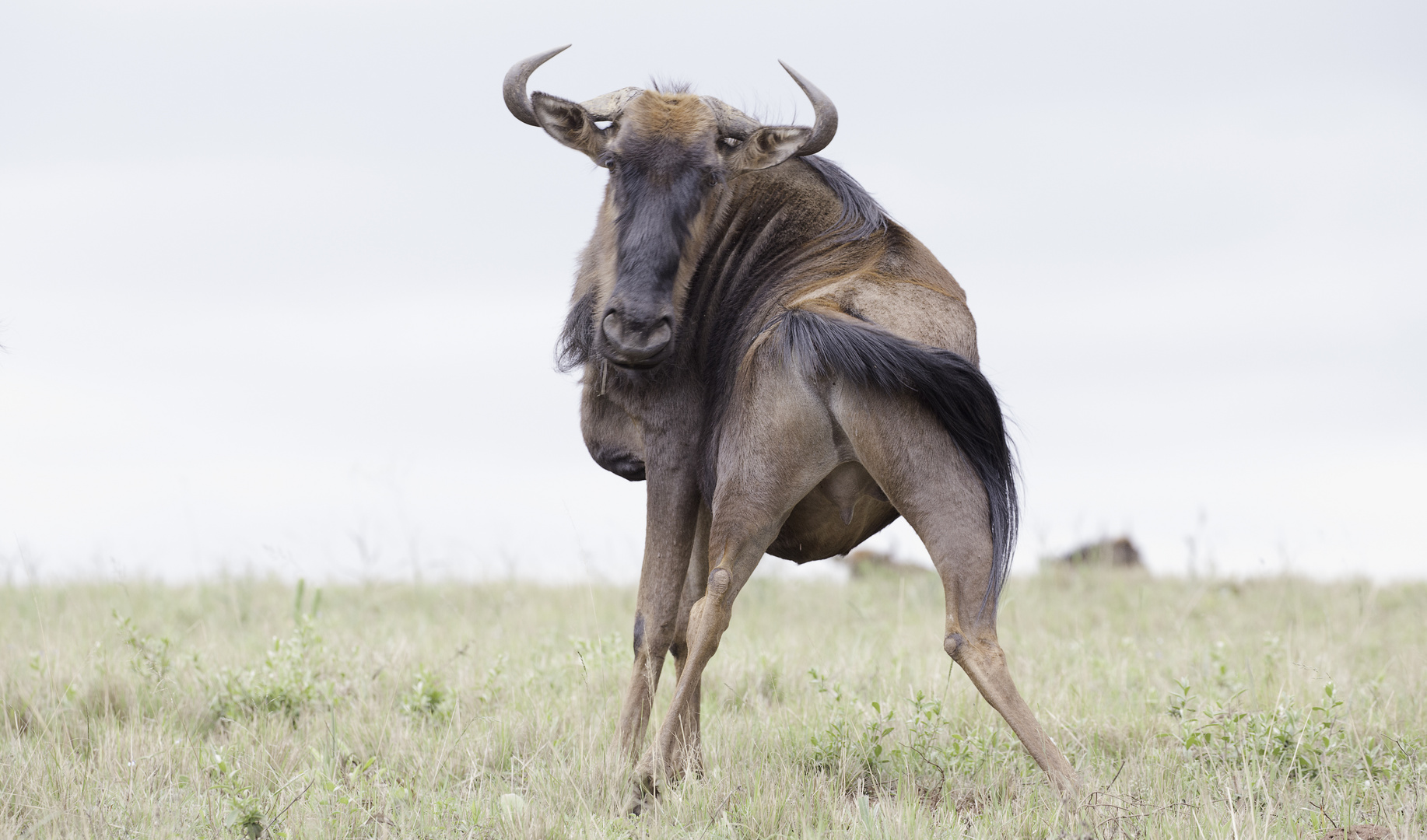 [ … Mlilwane Wildlife Sanctuary - Gnu ]