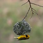 [ … Mlilwane Wildlife Sanctuary - Webervogel ]