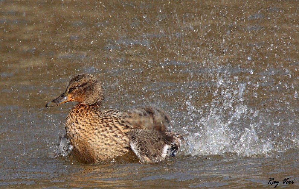 Mlle prend son bain