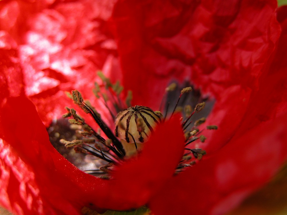 MM = Minimohn von R.P.P. 