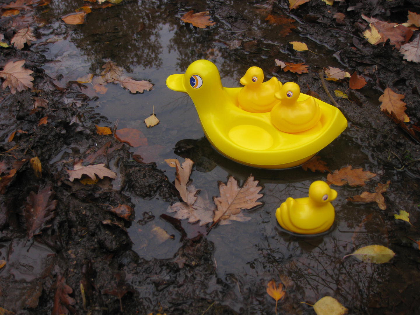 M'man, t'as vu ? le p'tit frère à sauté à l'eau ! on peut y aller aussi ?