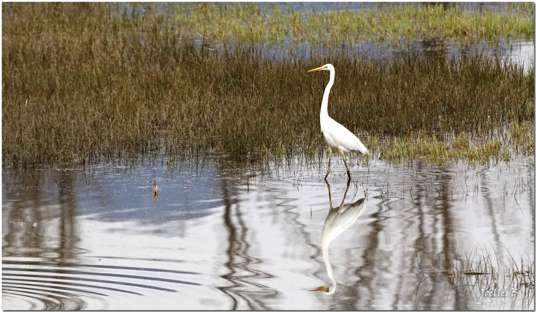 "Mme Aigrette" dans son élément et à l'affut !