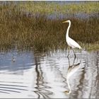 "Mme Aigrette" dans son élément et à l'affut !