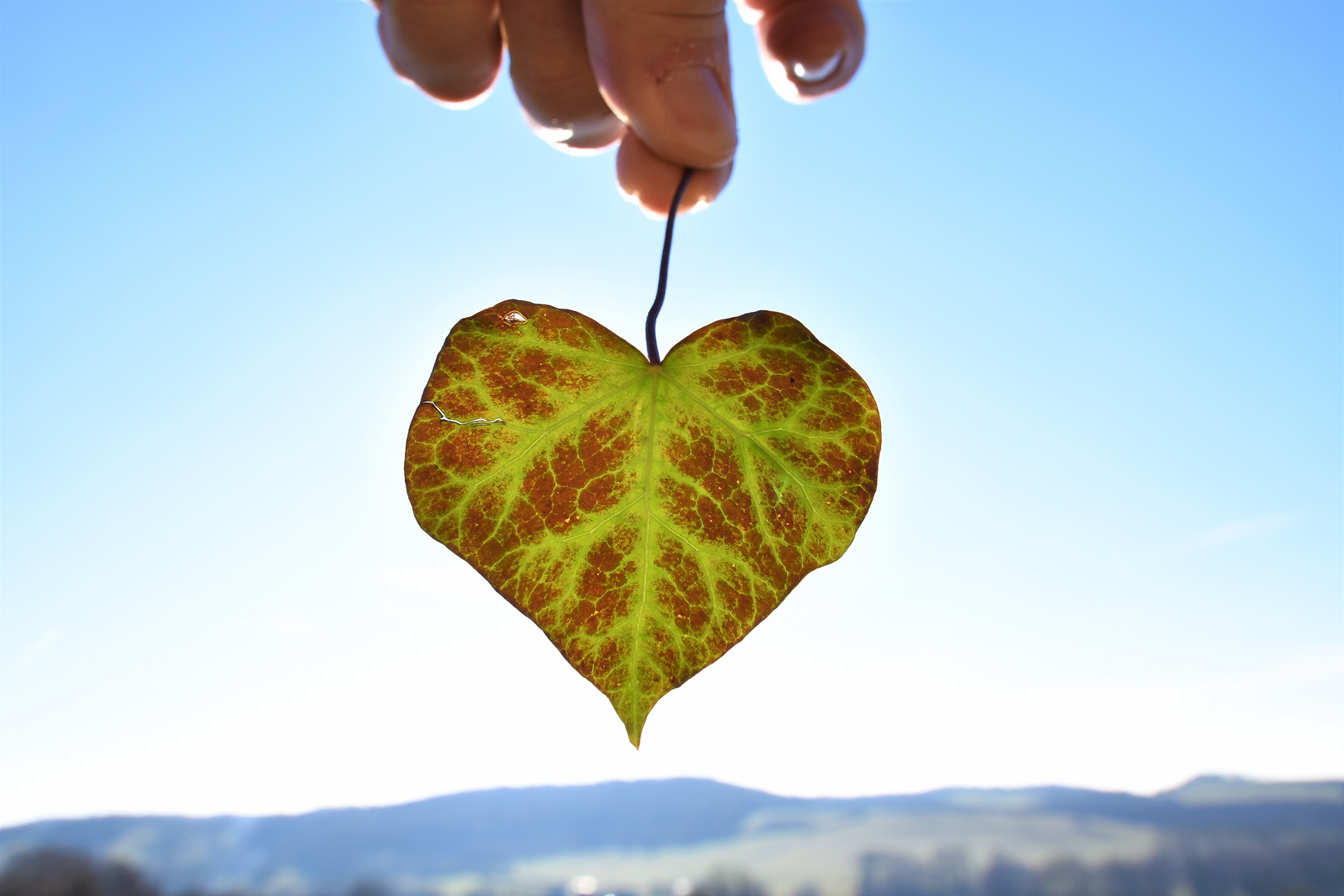 Même la nature fête la saint valentin