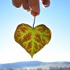 Même la nature fête la saint valentin