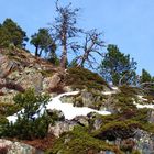 Même les arbres ont une histoire...