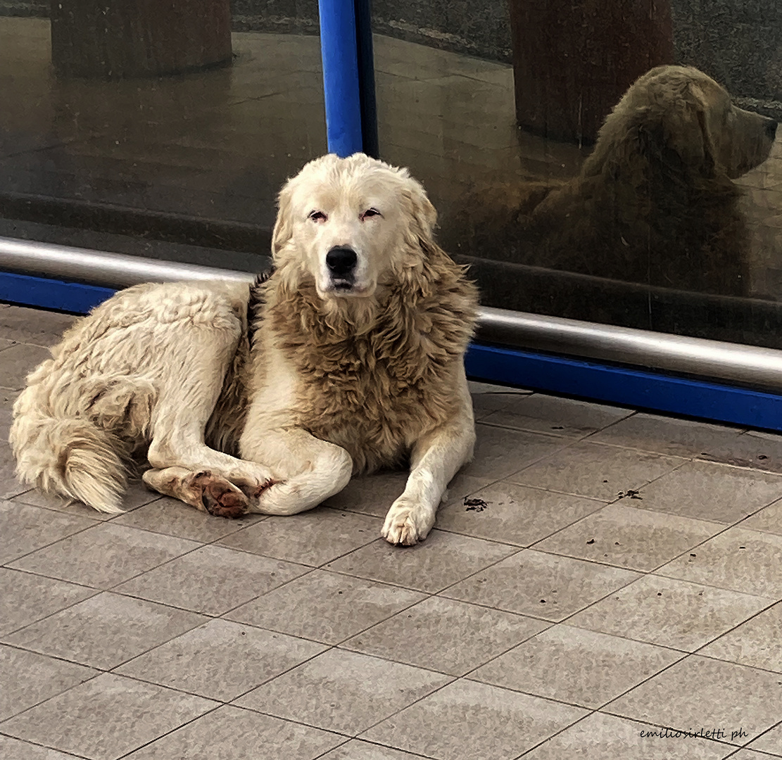 Même les chiens vieillissent