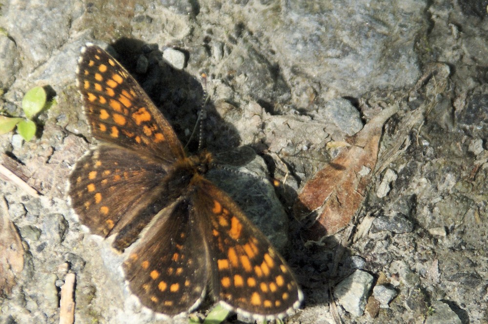 Même les Papillons bronzent de Tony Romand 